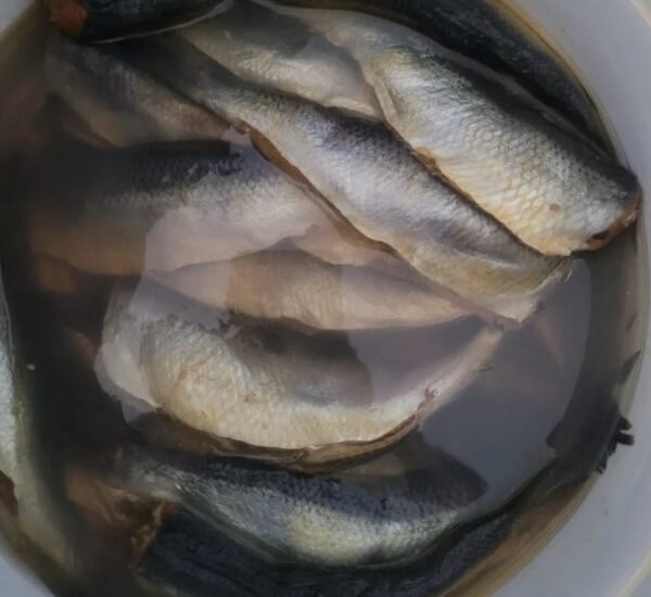 HAITIAN HERRING SALTED/ Aransèl